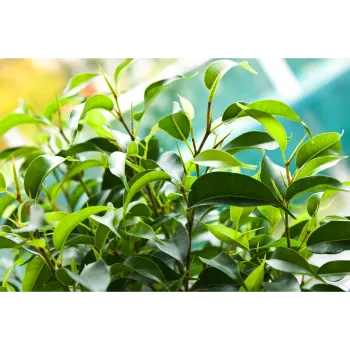 Organic Ficus Benjamina Plant